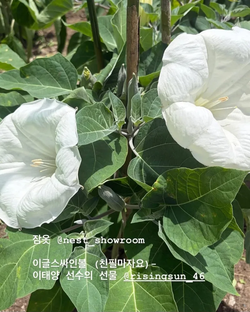 나 혼자 산다 유리 선글라스, 다이소 2000원 제품이 품절된 이유
